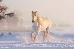 Hest i sne