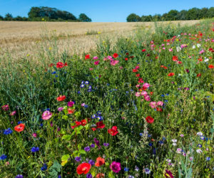 Biodiversitet i dagens danmark
